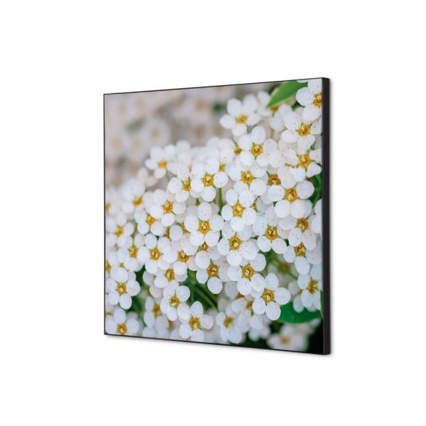 Textile Wall Decoration SET 40 x 40 White Flower Spirea