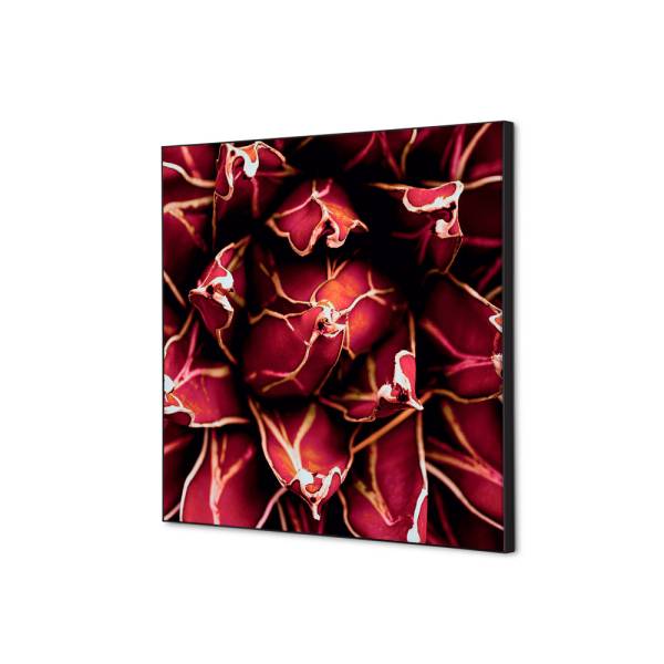 Textile Wall Decoration SET 40 x 40 Cactus Red