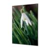 Textile Wall Decoration SET 40 x 40 White Flower Snowdrop - 2