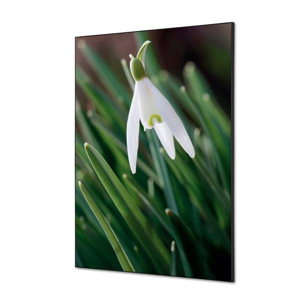 Textile Wall Decoration SET A1 White Flower Snowdrop