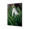 Textile Wall Decoration SET 40 x 40 White Flower Snowdrop - 1