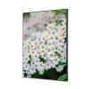 Textile Wall Decoration SET 40 x 40 White Flower Spirea - 1